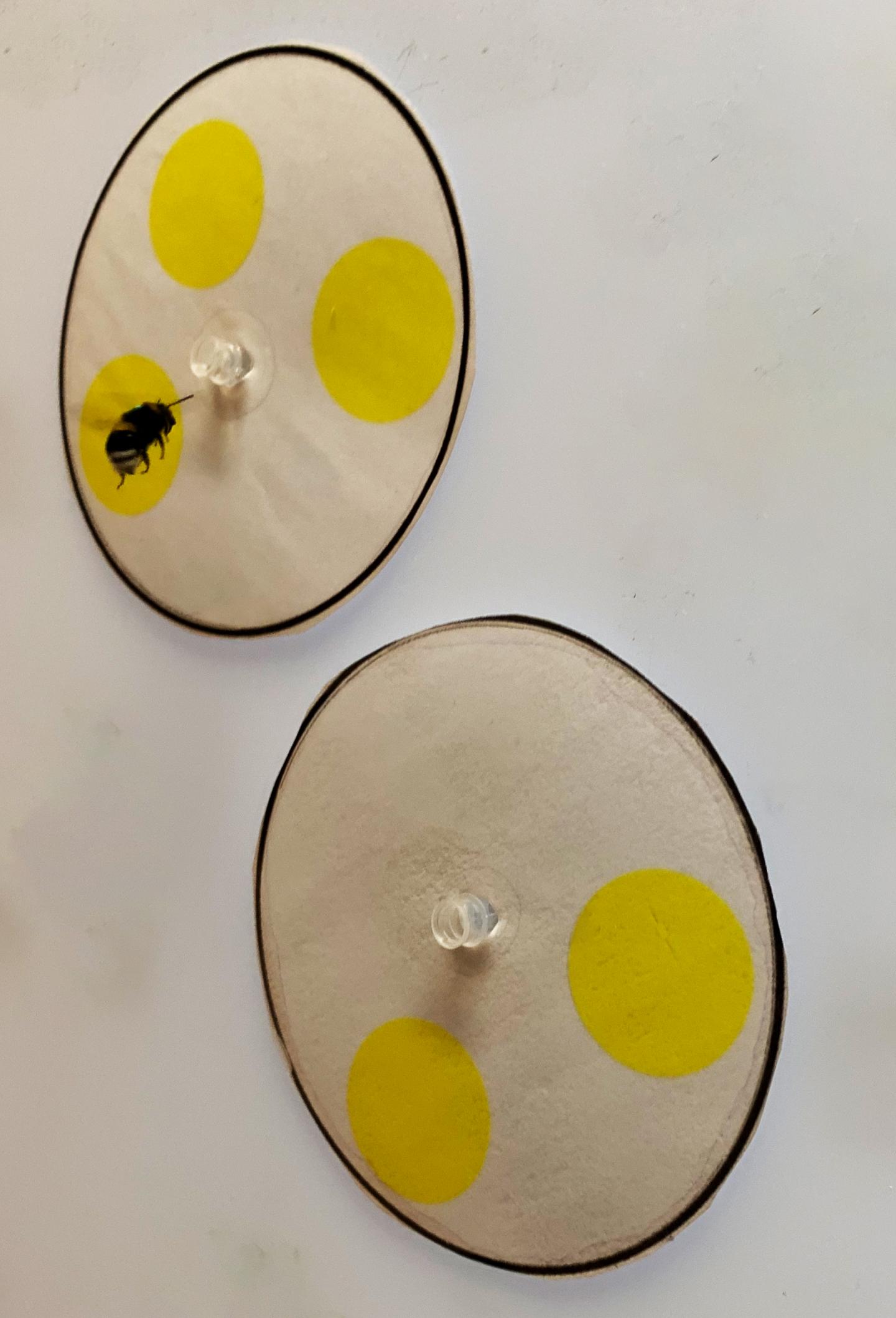 A Bumblebee Choosing between Two Patterns