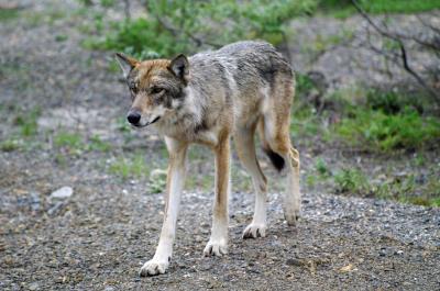 Top Predators Key to Extinctions as Planet Warms (1 of 3)