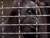 Orangutan Whistles
