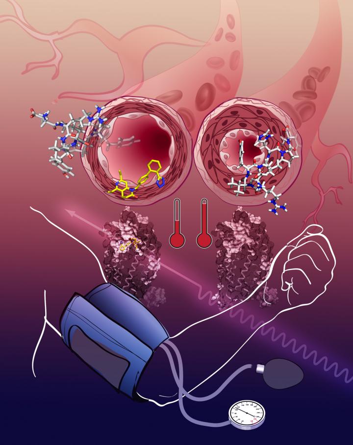 Effects of Angiotensin on the AT1R