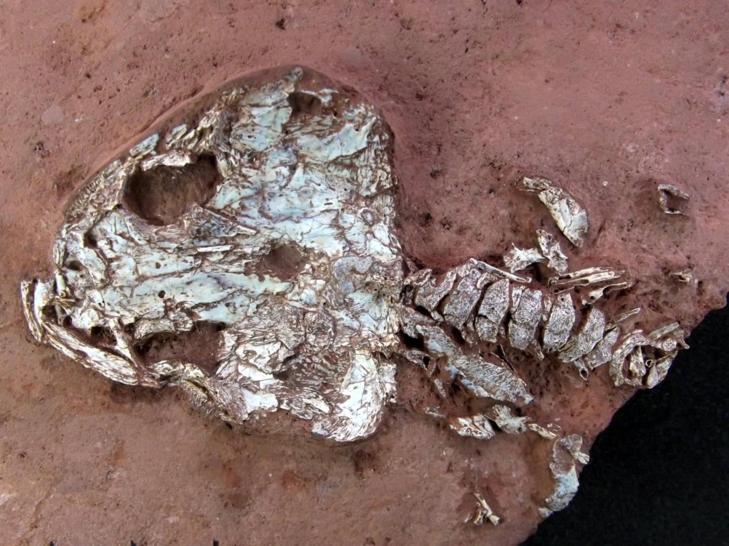 <i>Timonya anneae</i> Skull