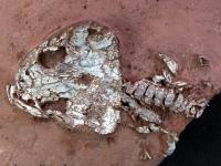 <i>Timonya anneae</i> Skull