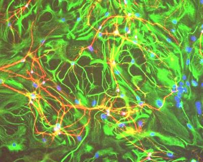 Glia Cells