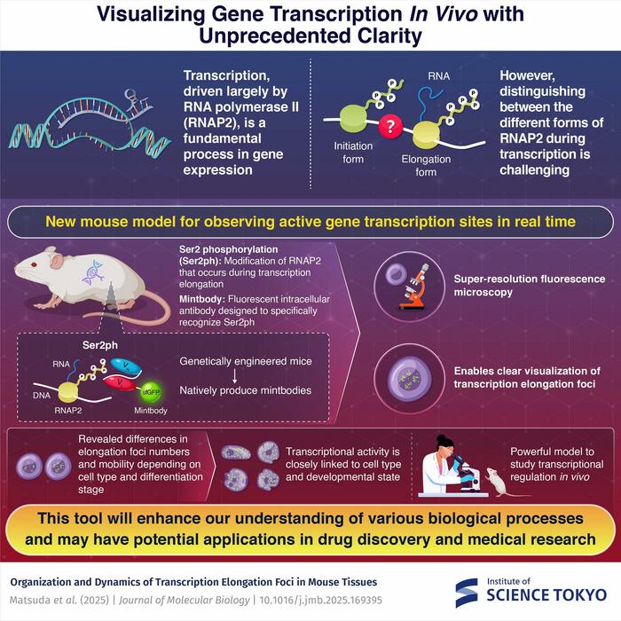 Overview of the newly developed mouse model