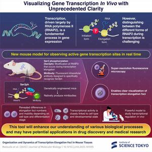Overview of the newly developed mouse model