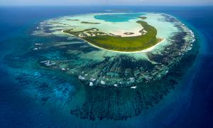 Shark and ray nurseries