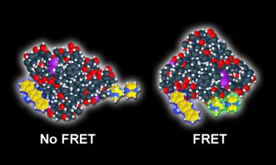 FRET