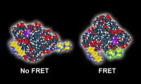 FRET