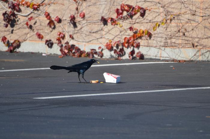 Male great-tailed grackle