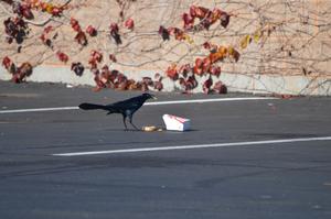 Male great-tailed grackle