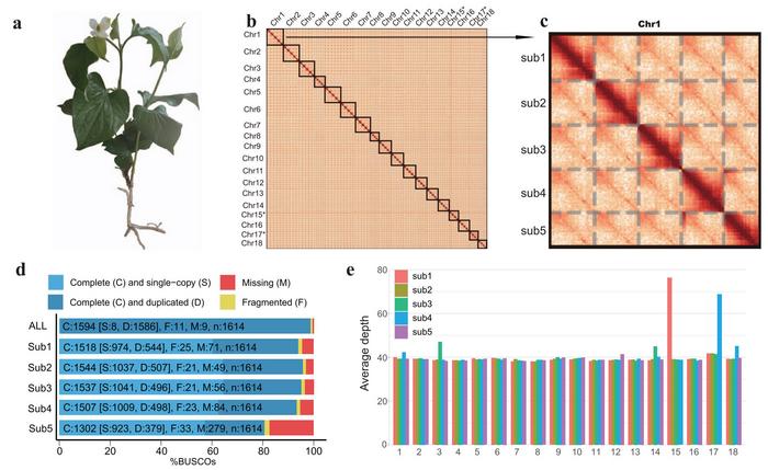 Characterization of the decaploid H. cordata genome.