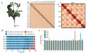 Characterization of the decaploid H. cordata genome.