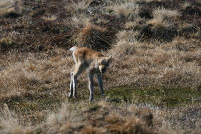 Global Warming Linked to Caribou-Calf Mortality (2 of 3)