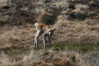Global Warming Linked to Caribou-Calf Mortality (2 of 3)