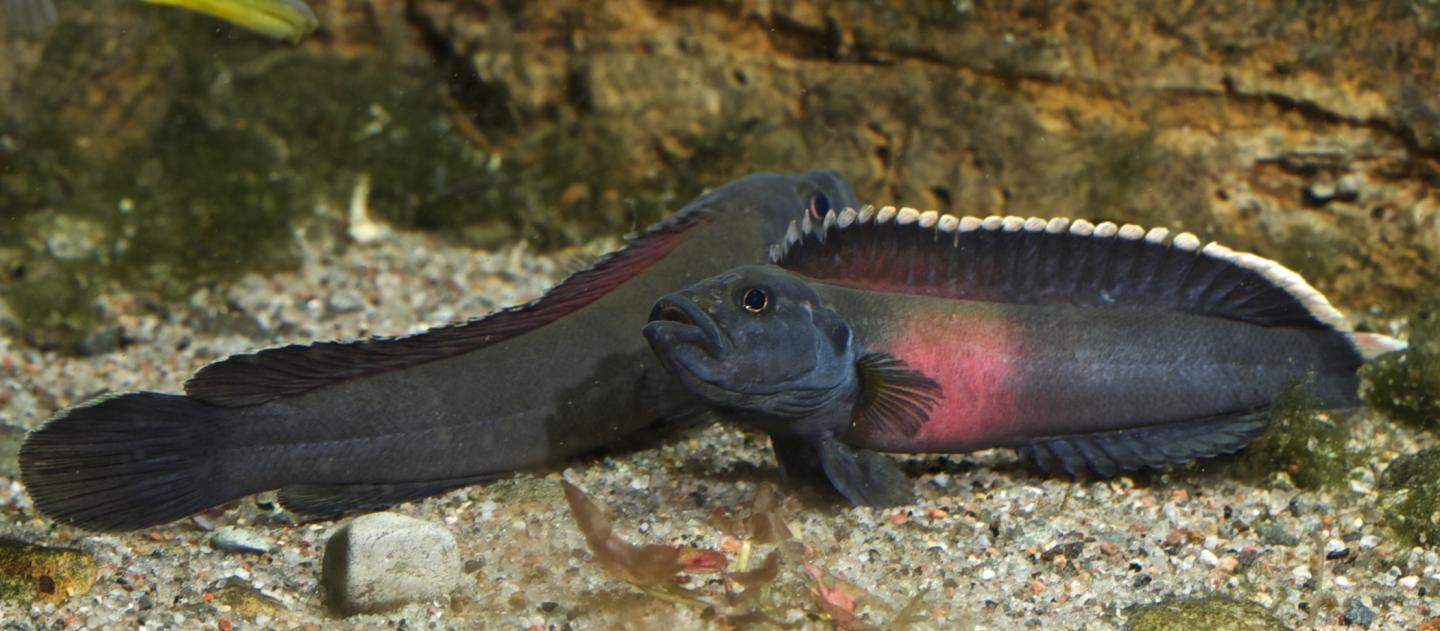 Cichlids