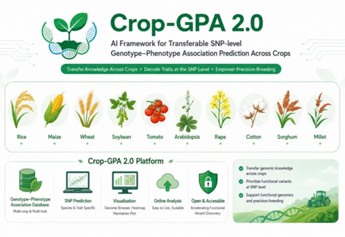 AI Framework for Transferable SNP-level Genotype-Phenotype Association Prediction Across Crops