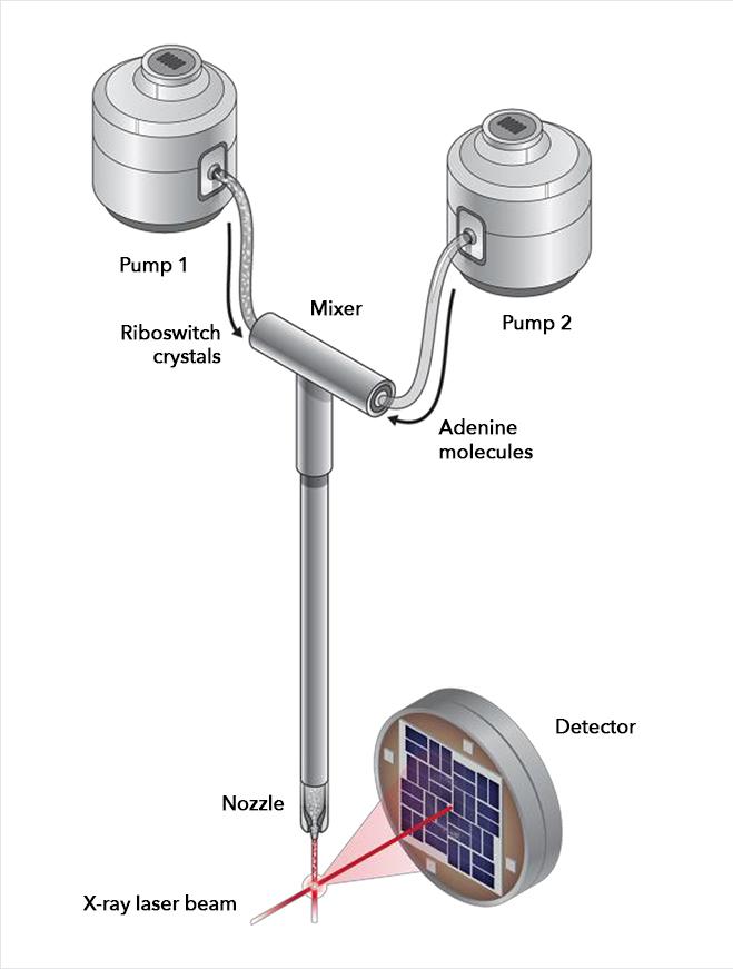 Riboswitch 2
