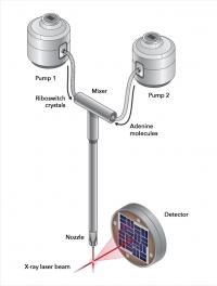 Riboswitch 2