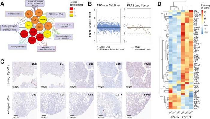 Impact of Egr1 knockout on in vitro lung cancer proliferation, in vivo T cell infiltration, and T cell exhaustion in the tumor microenvironment.