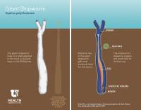 <i>Kuphus Polythalamia</i> Infographic