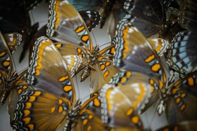 Butterflies