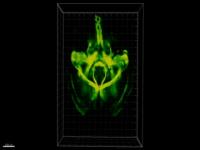 3-D Tour of Intact Mouse Brain