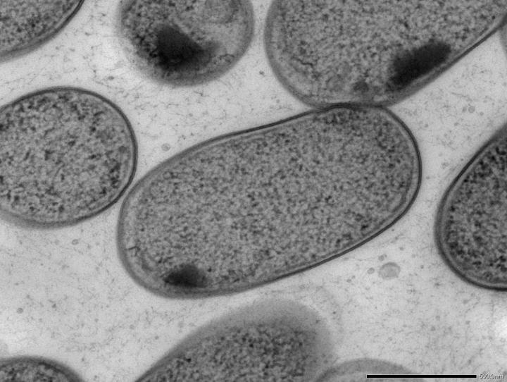 The Mouth May Act as a Hub for Intestinal Disease-Causing Bacteria