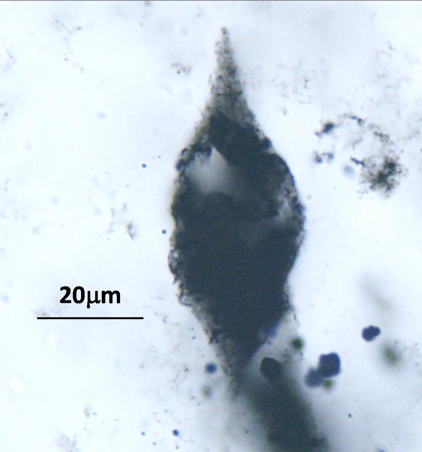Single Fossil