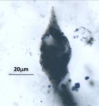 Single Fossil