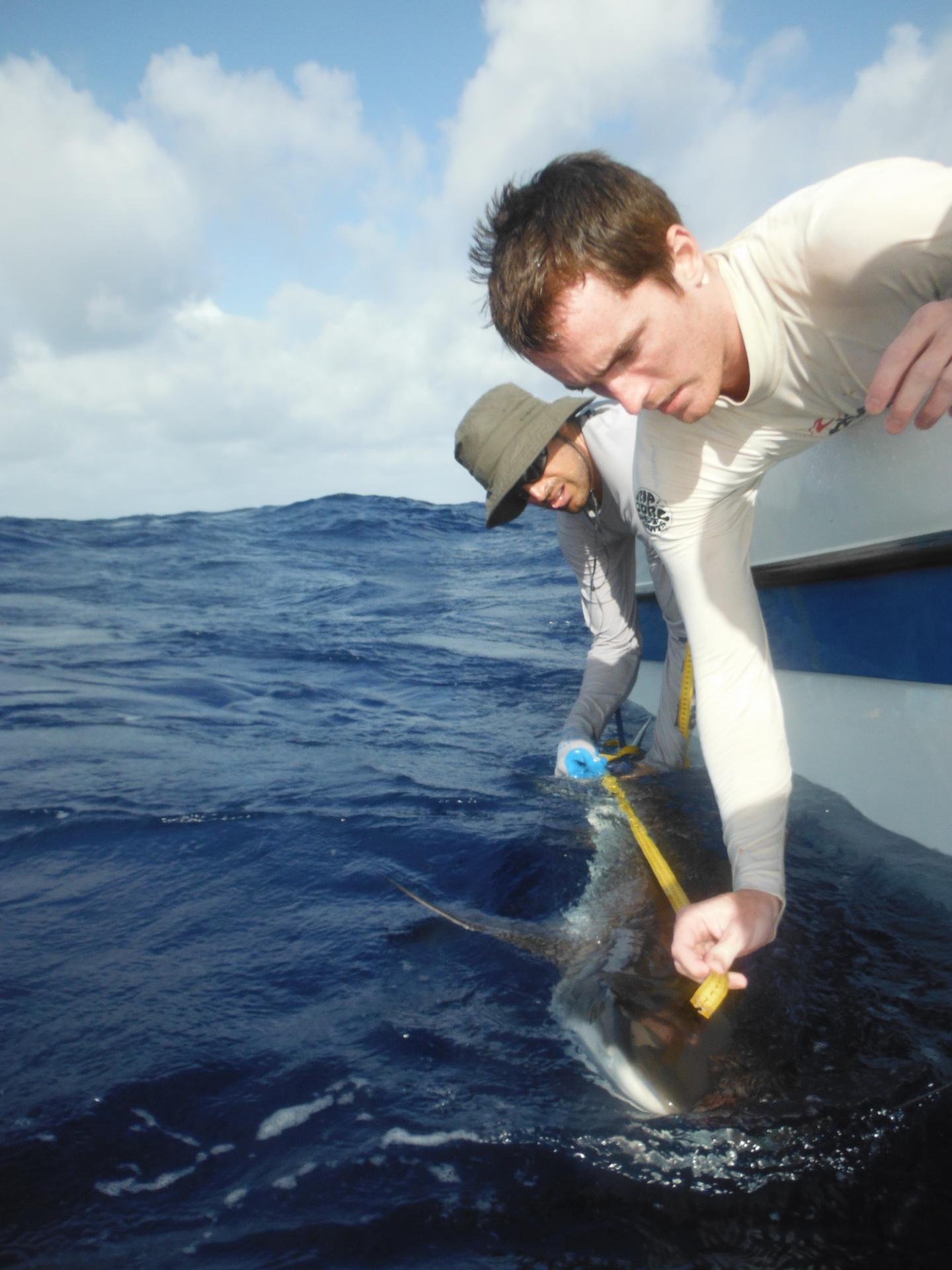 Shark Measurement