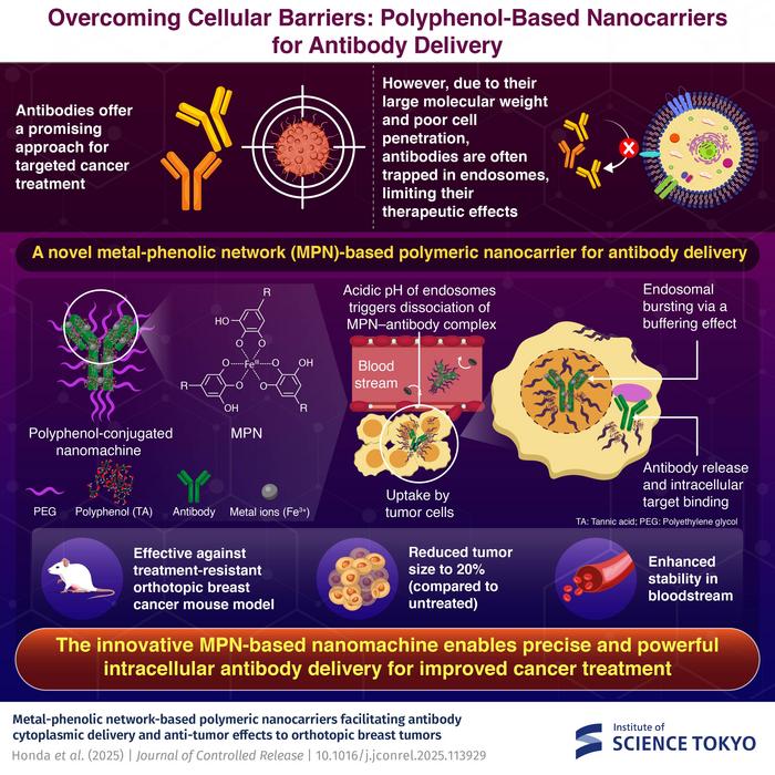 Overcoming Cellular Barriers: Polyphenol-Based Nanocarriers for Antibody Delivery