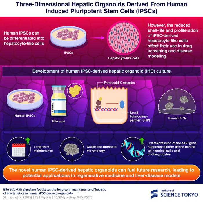 Three-dimensional hepatic organoids derived from human induced pluripotent stem cells (iPSCs)
