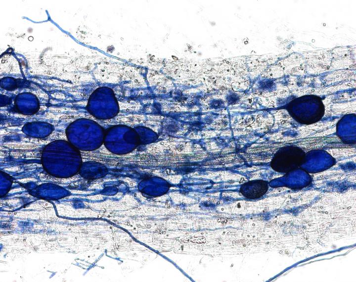 Infected Roots