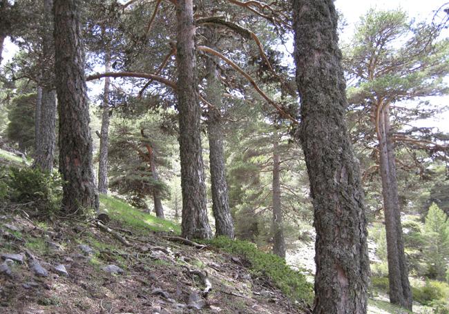 <i>Pinus sylvestris</i>