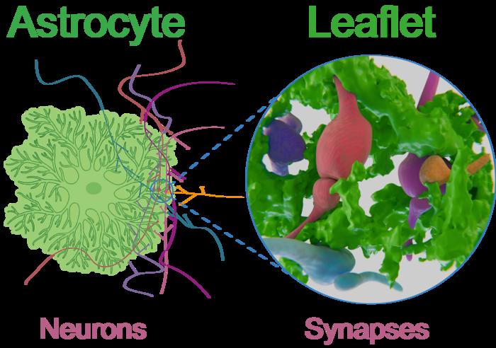 Astrocytes make contact with neuronal synapses in specialized leaflets.