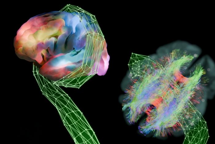 The Krakencoder's many arms align and fuse complementary maps of brain connectivity