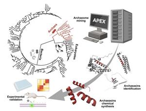 The Process of Identifying Archaeasins