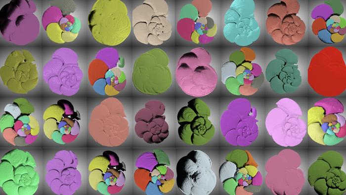 CT scans of foraminifera
