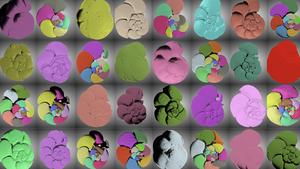 CT scans of foraminifera