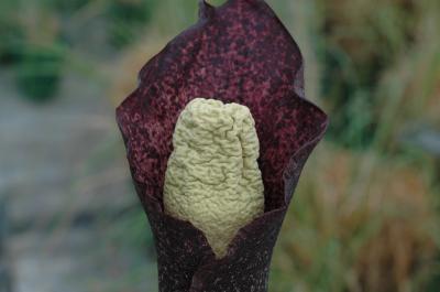Close-Up of <I>Amorphophallus perrieri</I>