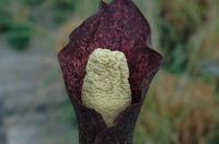 Close-Up of <I>Amorphophallus perrieri</I>
