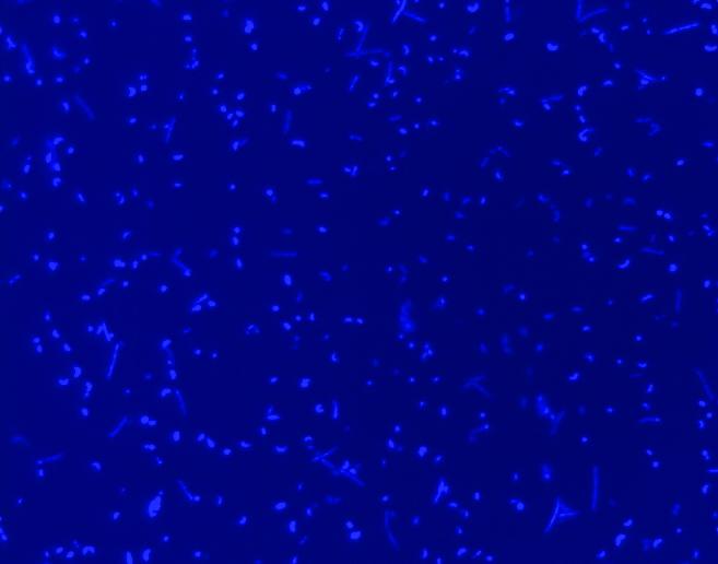 Antarctic Seawater