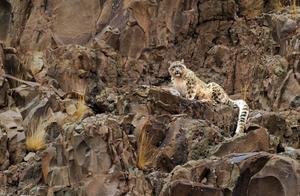 Snow Leopard1
