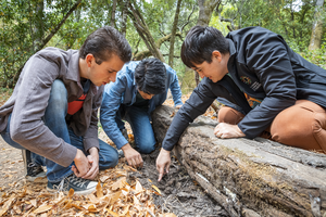 Researchers searching for scorpions in the field