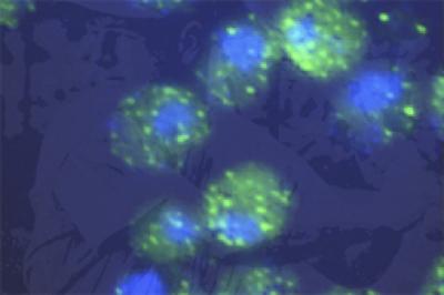 Yeast Cells