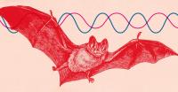 Bat Echoes