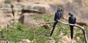 Study maps priority areas to reduce macaw deaths from electric shock
