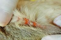 Chiggers on a Rat