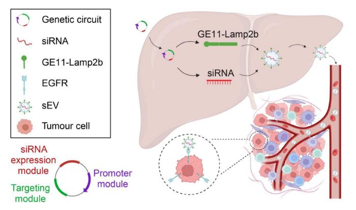 Schematic overview of the IVSA platform for in vivo self-assembly and targeted delivery of EGFR siRNA.