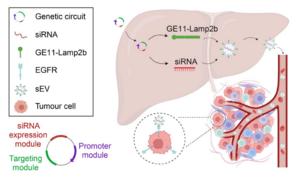 Schematic overview of the IVSA platform for in vivo self-assembly and targeted delivery of EGFR siRNA.